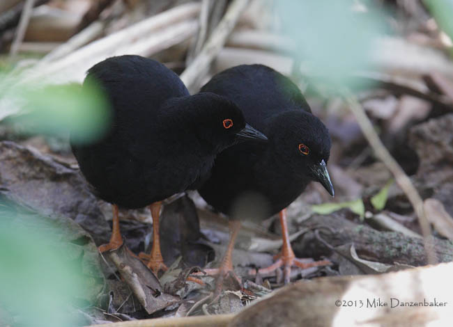 Red-eyed (Henderson) Crake (Porzana atra) photo image