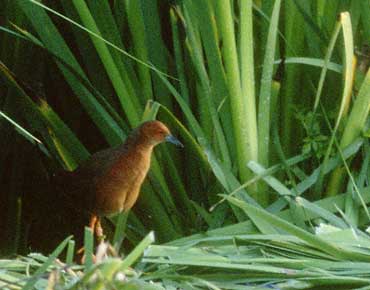 Ruddy-breasted Crake (Porzana fusca) photo image