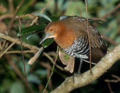 Slaty-legged Crake (Rallina eurizonoides) photo image