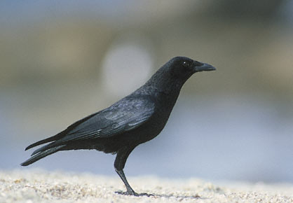 American Crow (Corvus brachyrhynchos) photo image