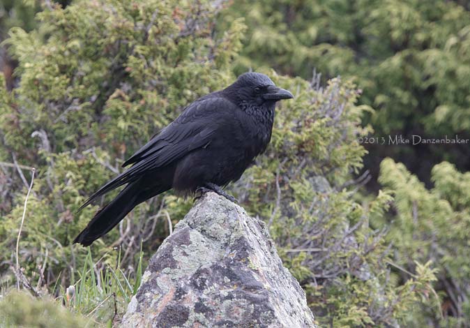 Carrion Crow (Corvus corone) photo image