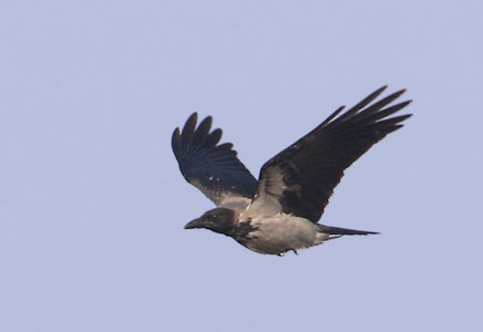 Hooded Crow (Corvus cornix) photo image
