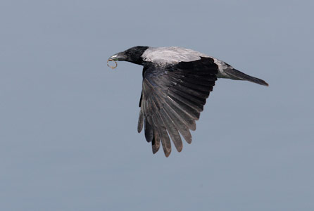 Hooded Crow (Corvus cornix) photo