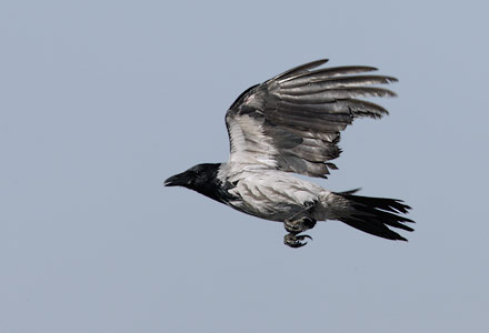 Hooded Crow (Corvus cornix) photo image