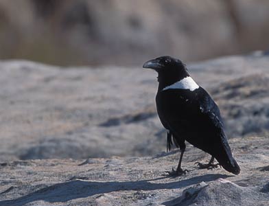 Pied Crow (Corvus albus) photo image