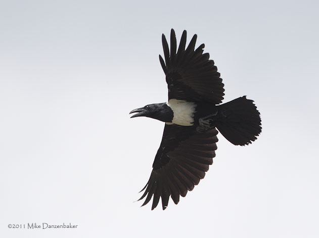 Pied Crow (Corvus albus) photo