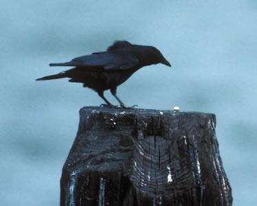 Tamaulipas Crow (Corvus imparatus) photo image