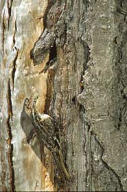 Brown Creeper (Certhia americana) photo image