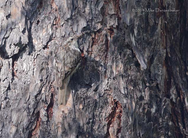Eurasian Treecreeper (Certhia familiaris) photo image