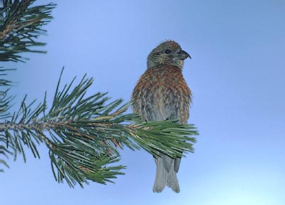Red Crossbill (Loxia curvirostra) photo image