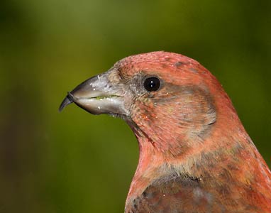 Red Crossbill (Loxia curvirostra) photo image