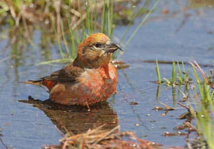 Red Crossbill (Loxia curvirostra) photo image