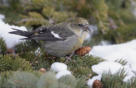 White-winged Crossbill (Loxia leucoptera) photo image