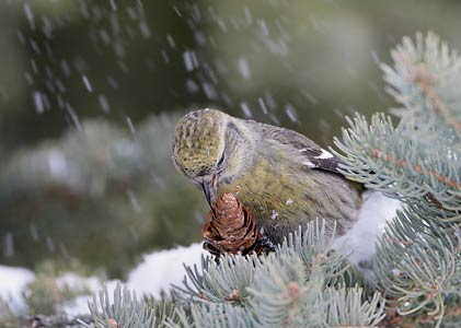 White-winged Crossbill (Loxia leucoptera) photo image