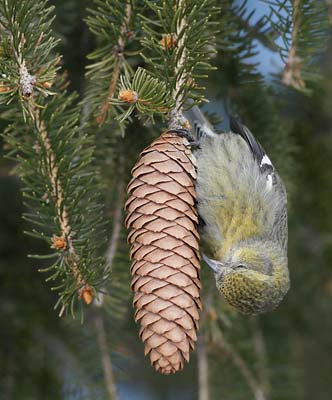 White-winged Crossbill (Loxia leucoptera) photo image