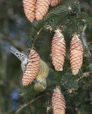 White-winged Crossbill (Loxia leucoptera) photo image