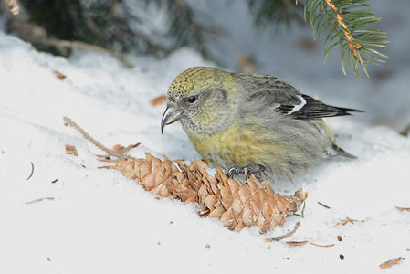 White-winged Crossbill (Loxia leucoptera) photo image