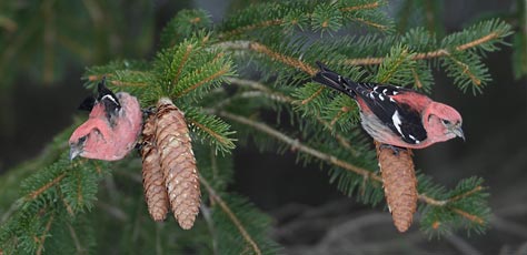 White-winged Crossbill (Loxia leucoptera) photo image