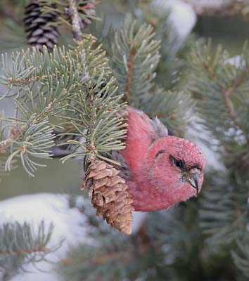 White-winged Crossbill (Loxia leucoptera) photo image