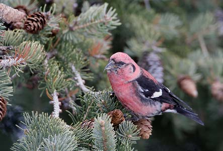White-winged Crossbill (Loxia leucoptera) photo image