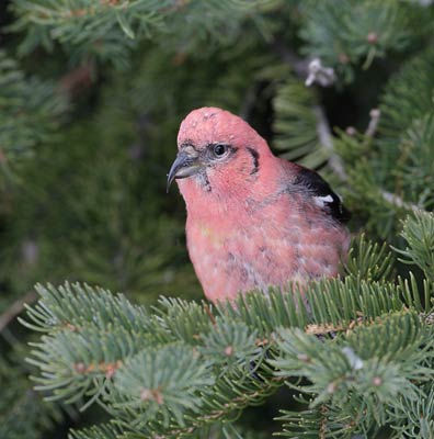 White-winged Crossbill (Loxia leucoptera) photo image