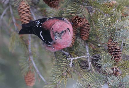White-winged Crossbill (Loxia leucoptera) photo image