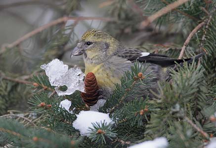 White-winged Crossbill (Loxia leucoptera) photo image