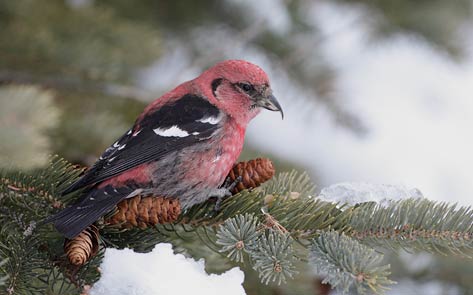 White-winged Crossbill (Loxia leucoptera) photo image