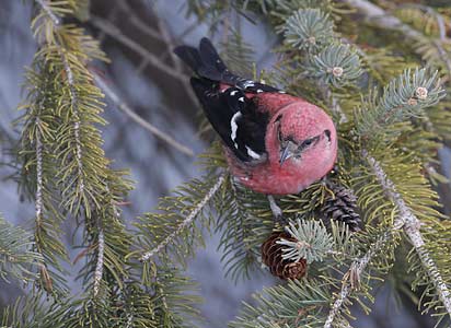 White-winged Crossbill (Loxia leucoptera) photo image