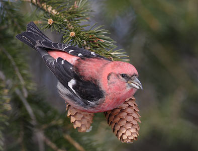 White-winged Crossbill (Loxia leucoptera) photo image