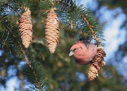 White-winged Crossbill (Loxia leucoptera) photo image