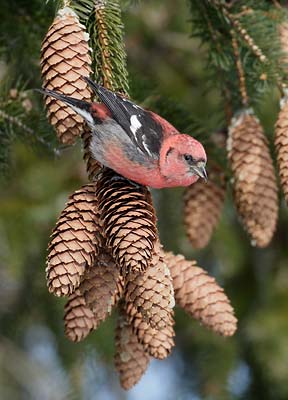 White-winged Crossbill (Loxia leucoptera) photo image