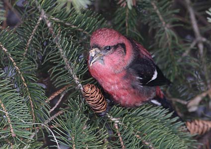 White-winged Crossbill (Loxia leucoptera) photo image
