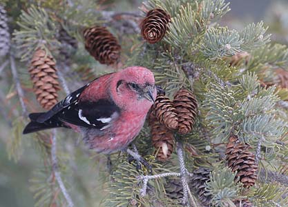White-winged Crossbill (Loxia leucoptera) photo image