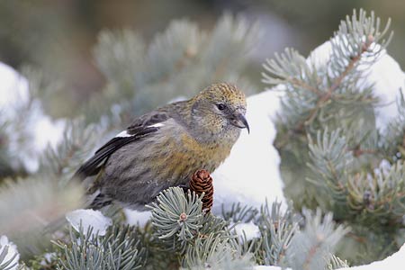 White-winged Crossbill (Loxia leucoptera) photo
