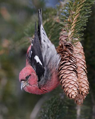 White-winged Crossbill (Loxia leucoptera) photo image