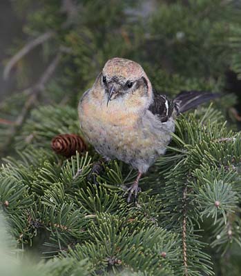 White-winged Crossbill (Loxia leucoptera) photo image