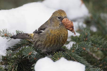 White-winged Crossbill (Loxia leucoptera) photo image