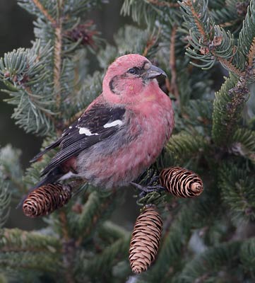 White-winged Crossbill (Loxia leucoptera) photo image