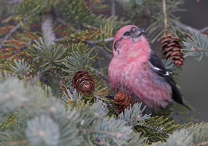 White-winged Crossbill (Loxia leucoptera) photo image