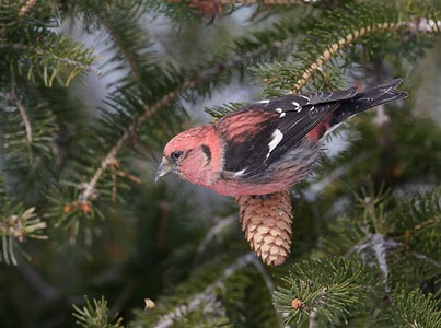 White-winged Crossbill (Loxia leucoptera) photo image