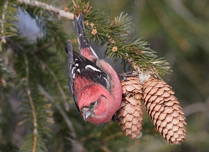 White-winged Crossbill (Loxia leucoptera) photo image