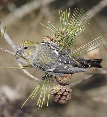 White-winged Crossbill (Loxia leucoptera) photo image