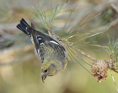 White-winged Crossbill (Loxia leucoptera) photo image