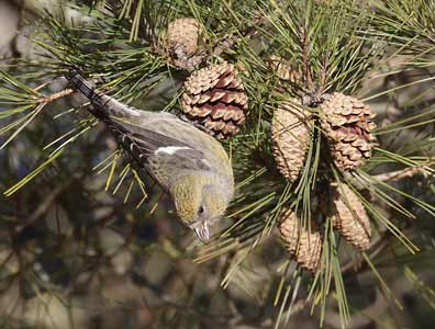 White-winged Crossbill (Loxia leucoptera) photo image