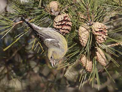 White-winged Crossbill (Loxia leucoptera) photo image