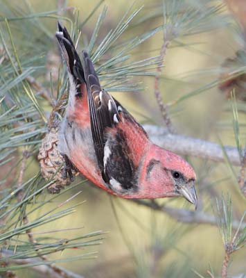 White-winged Crossbill (Loxia leucoptera) photo image