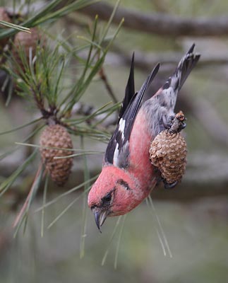 White-winged Crossbill (Loxia leucoptera) photo image