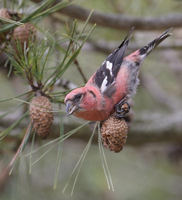 White-winged Crossbill (Loxia leucoptera) photo image