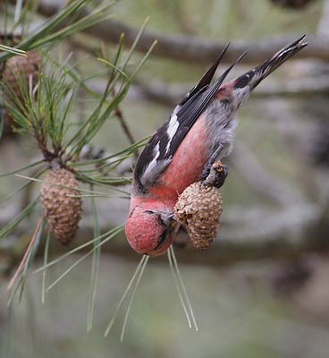 White-winged Crossbill (Loxia leucoptera) photo image